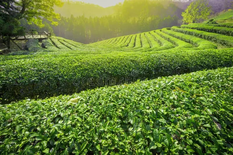 Lush Green Tea Garden in Assam